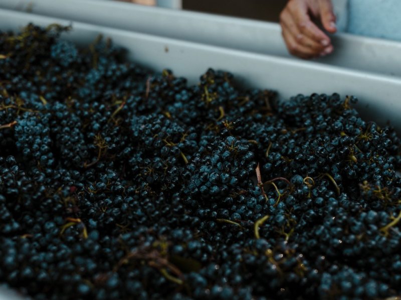 Wine grapes harvest Danielle Comer